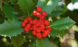 Božikovina, jedan od simbola Božića