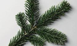 Tradicija i duh Božića