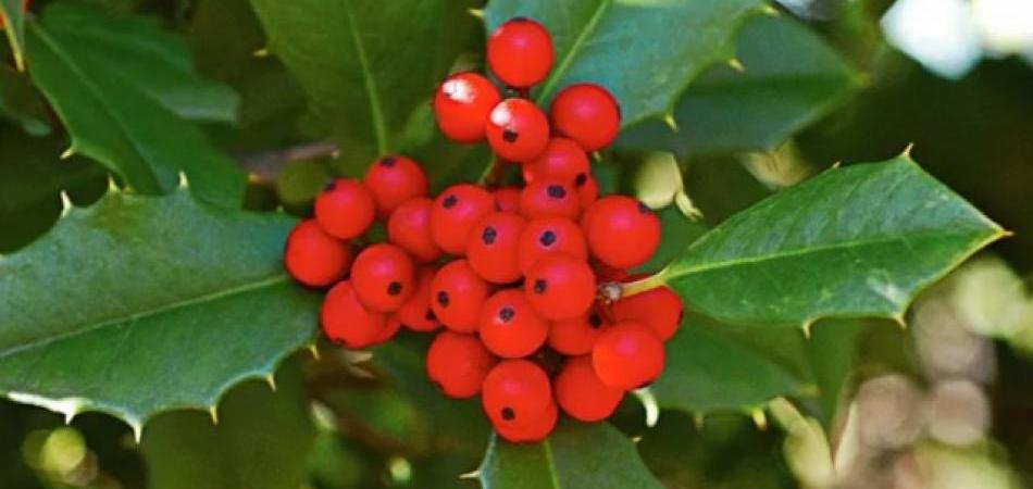 Božikovina, jedan od simbola Božića
