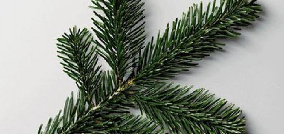 Tradicija i duh Božića