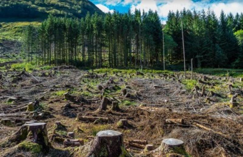 Gutaju se hektari šuma...