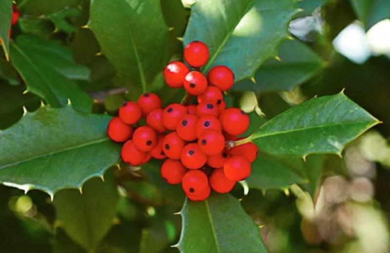 Božikovina, jedan od simbola Božića